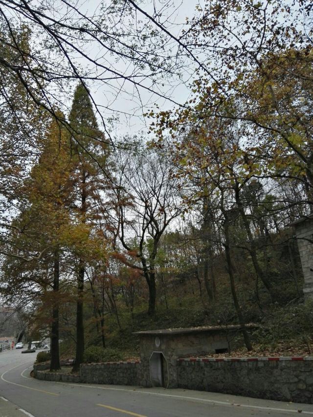 수탉 산