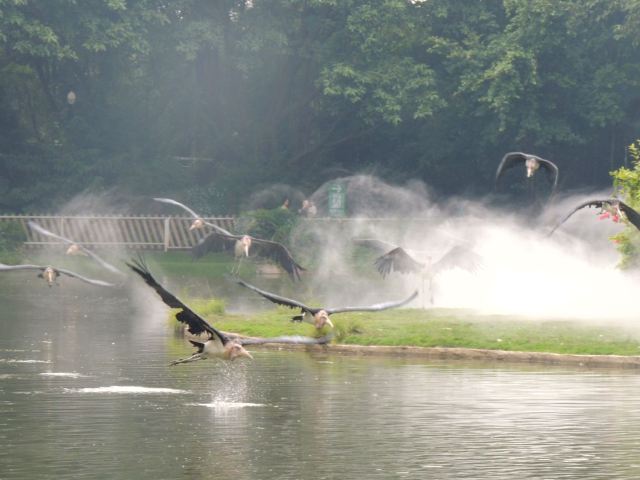 Chimelong Bird Park