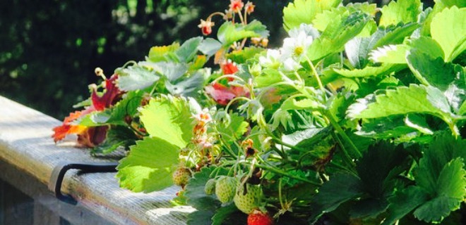 Gasthaus Weber餐厅图片