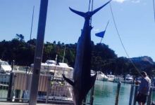 Whangerei Deep Sea Anglers美食图片