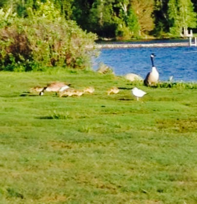 Moosely Bagels餐厅图片