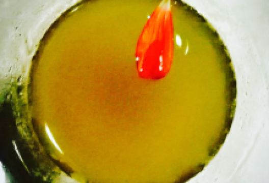 Trattoria Nonno Pici美食图片