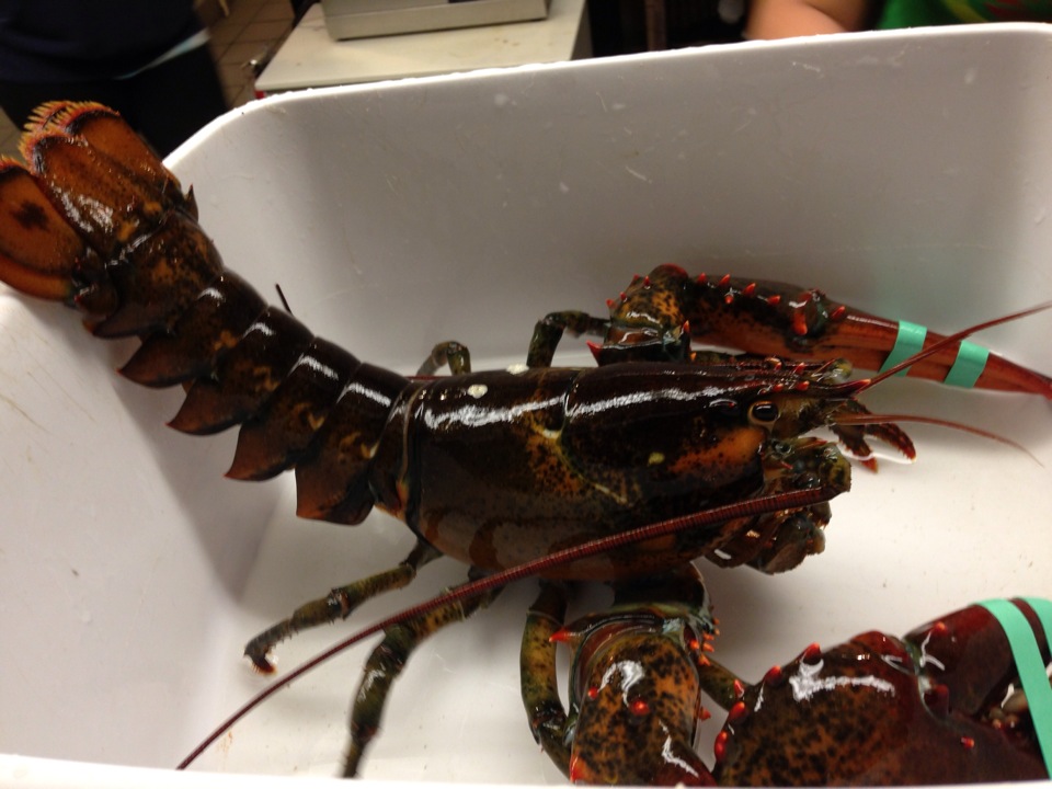 Thurston's Lobster Pound