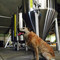 Beer Garden Brewing