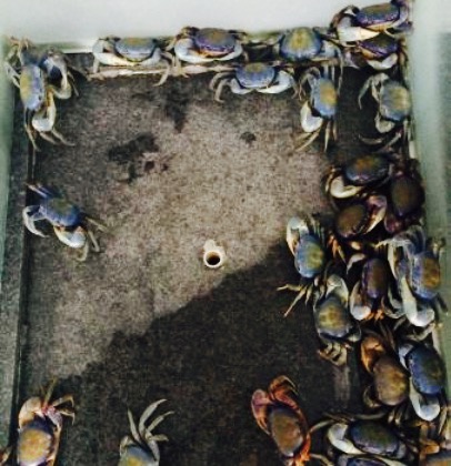 O Rei Do Guaiamum餐厅图片