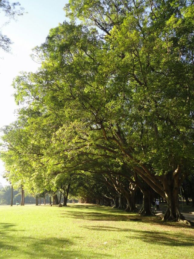 Ibirapuera Park