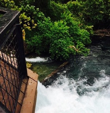 Saltgrass Steak House