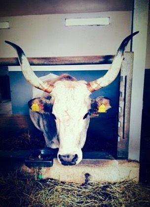 Trattoria Vascello d'Oro