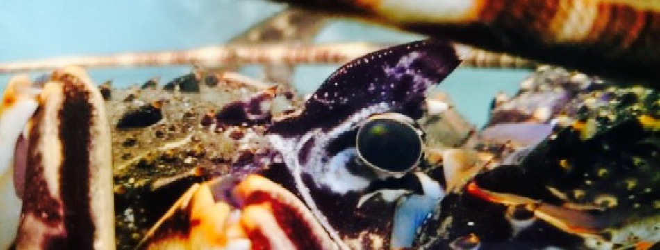 Yialos Beach Taverna餐厅图片