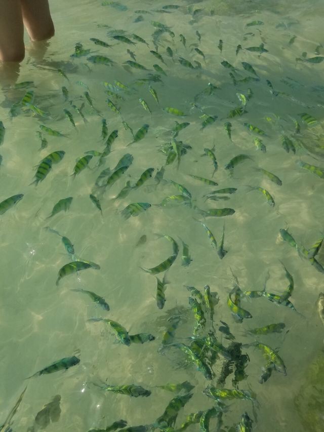 Koh Khai Nok