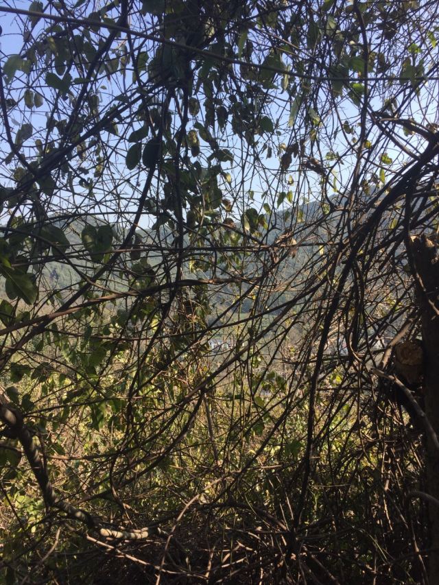 Hangzhou Lingyin Temple and Feilai Peak Scenic Spot