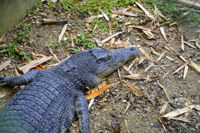 Davao Crocodile Park