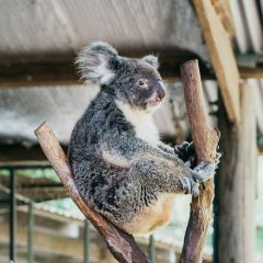 Kuranda Koala Gardens Travel Guidebook Must Visit Attractions In