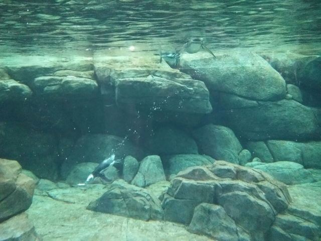 Qujiang Polar Ocean Park