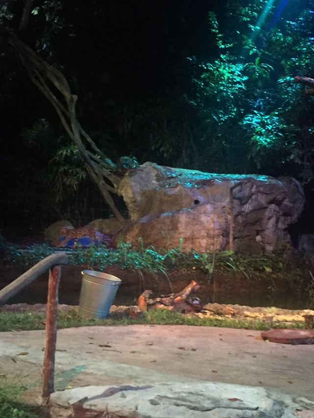 Night Safari