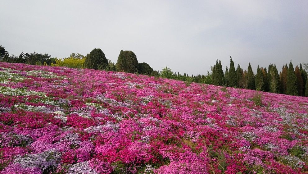 “色彩斑斓，花团锦簇的五月，浪漫滨城行——英歌石植物园”