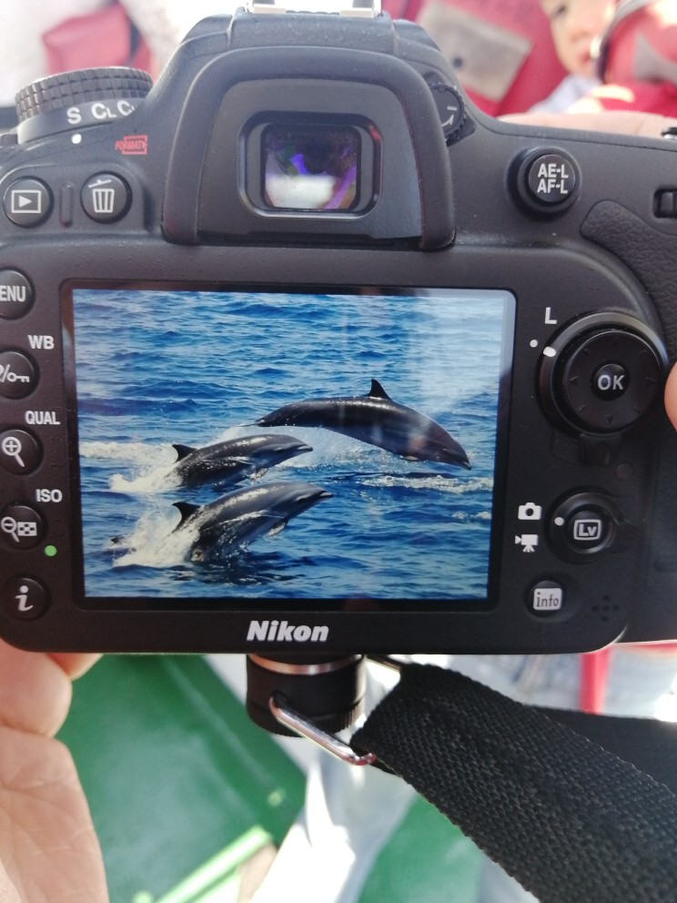 花莲出海赏海豚🐬