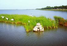 白城旅游图片-大安湿地景观1日游