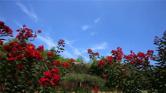 東方梅園