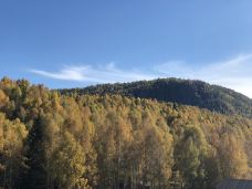 白桦林-布尔津-YoYo_5S4T4Z7O