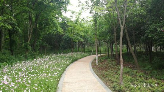 Urban Ecological Forest Park