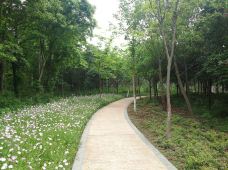 城市生态森林公园-昆山-南山小李