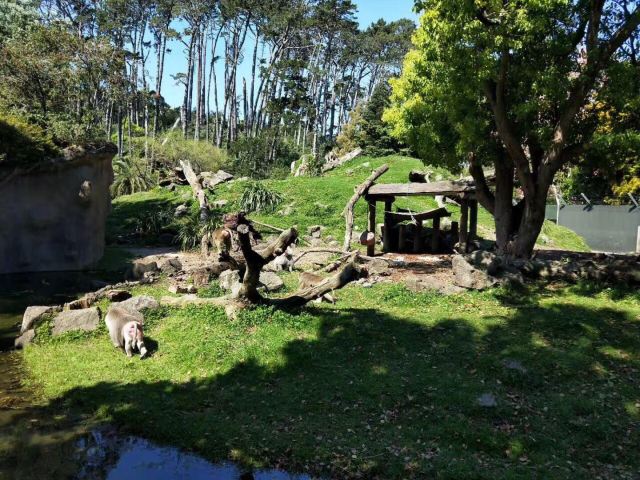 Auckland Zoo