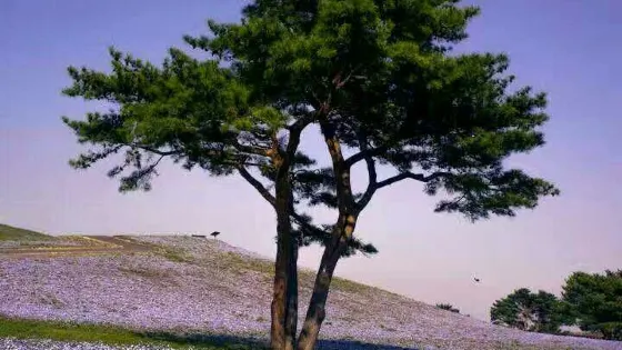 南天麗景景區
