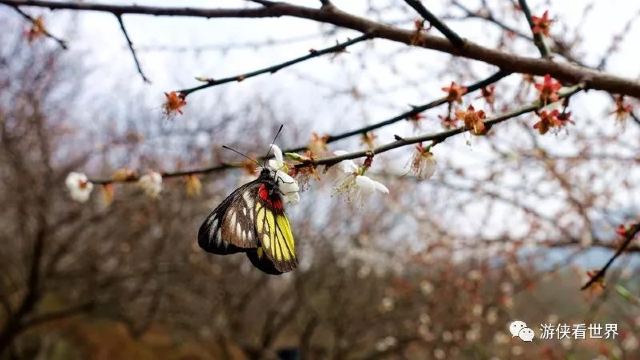 廣東汕尾陸河賞梅 花開花謝不待人