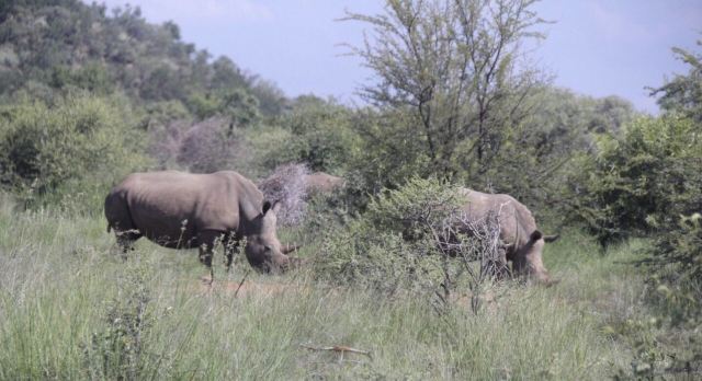 Johannesburg Zoo