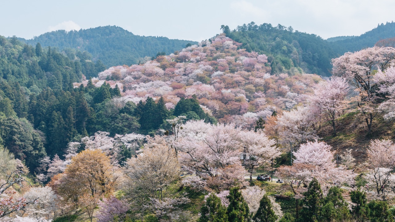 日本赏樱朝圣之地-吉野山