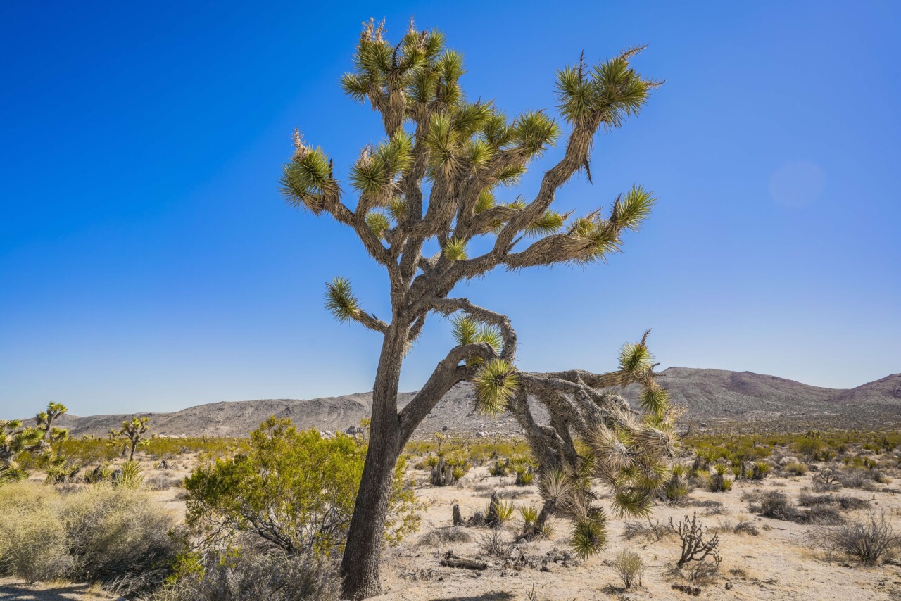 大自然遗产Joshua Tree