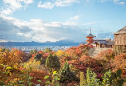 宫津市旅游图片-京都+大阪古都韵味赏樱5日游