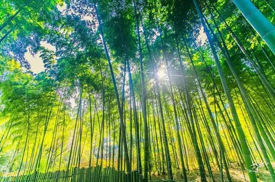 树山生态村
