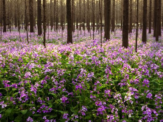云梯山花海