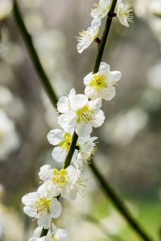 东湖梅园-武汉-YoYo_2Q1I9S1W