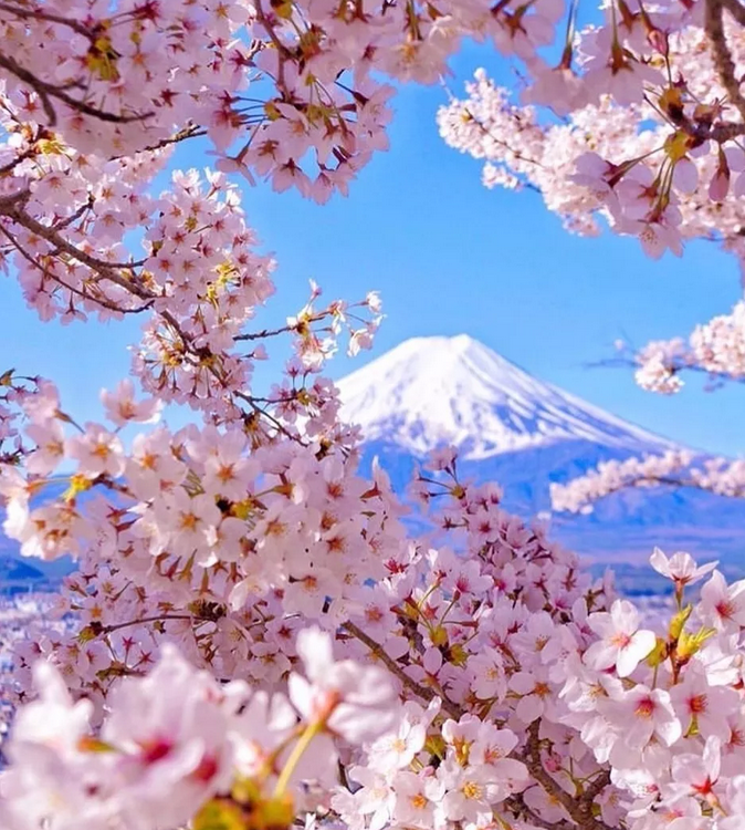 Amazing Places To See Cherry Blossoms In Japan Travel Notes And
