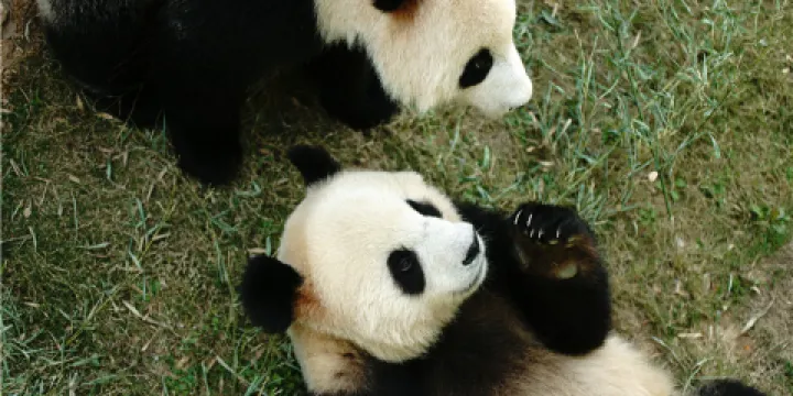 天目湖南山竹海景區-熊貓館