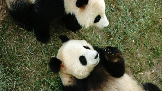Panda Pavilion