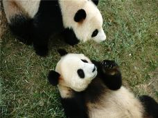 熊猫馆-溧阳-AIian