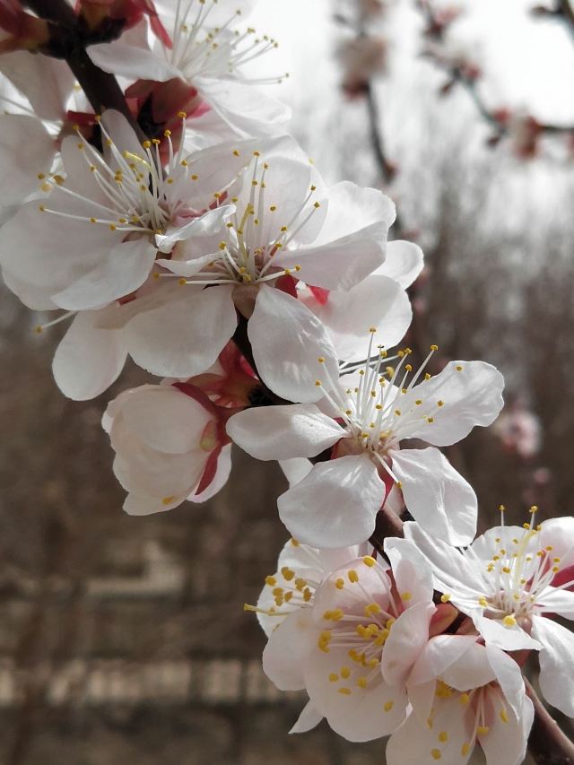 中国科学院吐鲁番沙漠植物园旅行图片 14