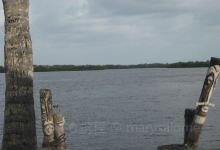 Bat House Park景点图片