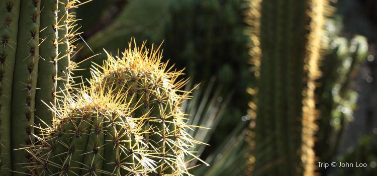 The Arizona Cactus Garden At Stanford University Travel Guidebook