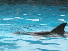 Texas State Aquarium-科珀斯克里斯蒂