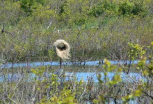 派斯克小岛州立公园景点图片