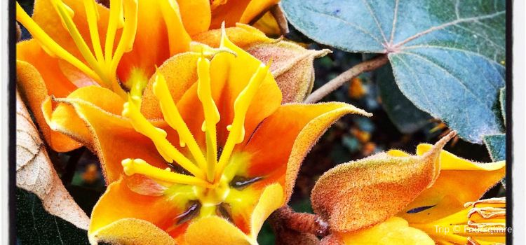 Rancho Santa Ana Botanic Garden Travel Guidebook Must Visit