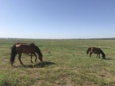 苏泊罕大草原旅游景区-伊金霍洛旗-YoYo_8K6E8U5W
