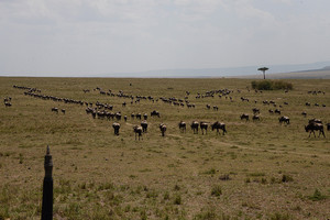 马赛马拉国家公园游记图文-肯尼亚印象——马赛马拉