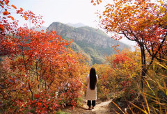 房山区游记图片] 赏红叶最佳目的地，华北最壮观的山地红叶就在北京房山坡峰岭