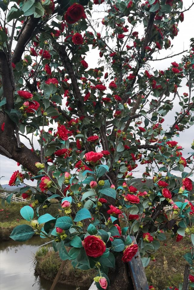 丽江花花色玫瑰庄园旅行图片 2